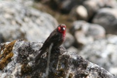 Carpodacus puniceus