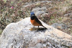 Phoenicurus frontalis