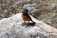 Phoenicurus frontalis