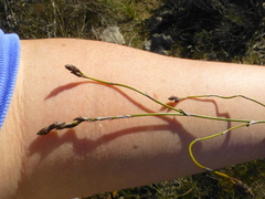 Restio gaudichaudianus