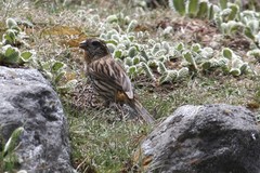 Carpodacus