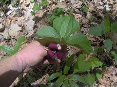 Trillium vaseyi