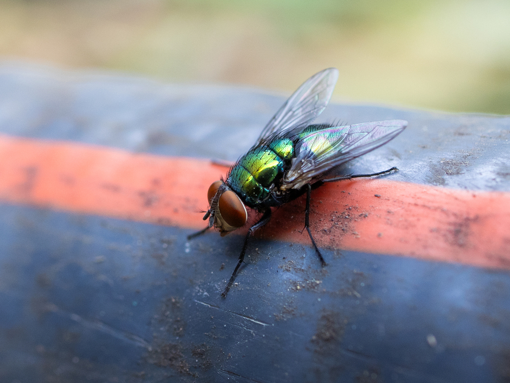 Common European Greenbottle Fly from Susan's Home on August 4, 2024 at ...
