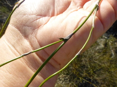 Restio gaudichaudianus