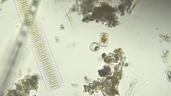 Fragilaria