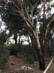 Eucalyptus viminalis