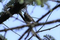 Lophophanes dichrous