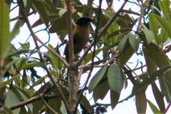 Heterophasia capistrata