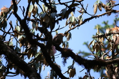 Ianthocincla ocellata
