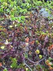 Pedicularis lapponica