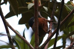 Heterophasia capistrata