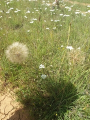 Tragopogon orientalis