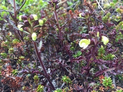 Pedicularis lapponica