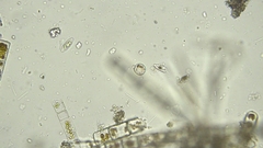 Coscinodiscophycidae