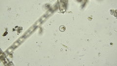 Coscinodiscophycidae