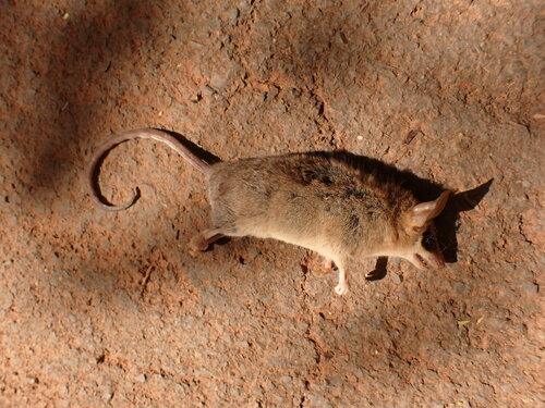 Agile Gracile Opossum