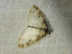 Lobophora nivigerata