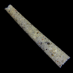 Pectinariidae