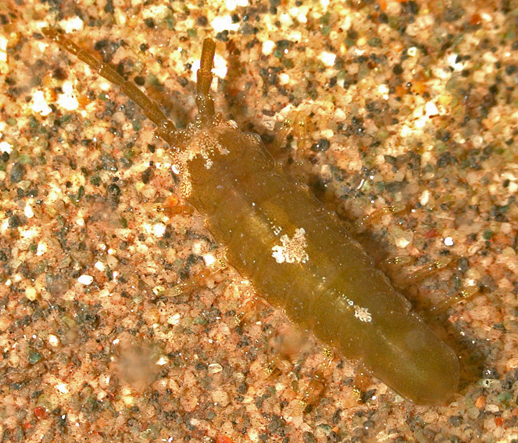 Colidotea edmondsoni