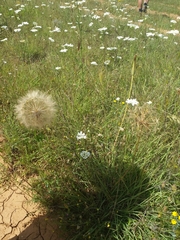Tragopogon orientalis