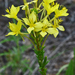 Oenothera clelandii - Photo (c) Aaron Carlson, algunos derechos reservados (CC BY-SA)