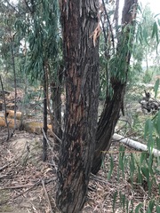 Eucalyptus viminalis