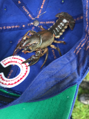 Lacunicambarus polychromatus