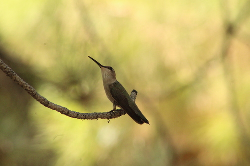 Black-chinned Hummingbird photographed in New Mexico