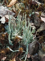 Cladonia cornuta