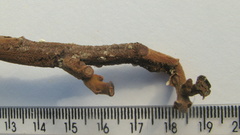 Thyrsodium spruceanum