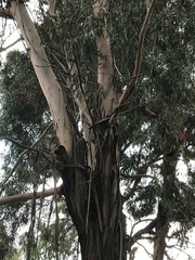 Eucalyptus viminalis