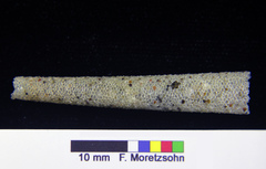 Pectinariidae