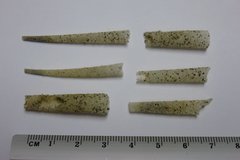 Pectinariidae