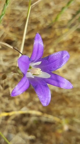 Brodiaea elegans ssp. hooveri