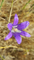 Brodiaea elegans hooveri