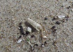 Pectinariidae