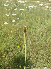 Tragopogon orientalis