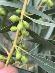 Eucalyptus viminalis