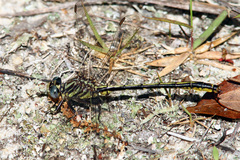 Phanogomphus hodgesi
