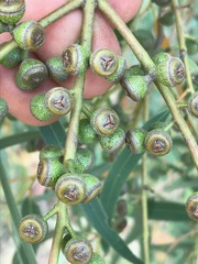 Eucalyptus viminalis