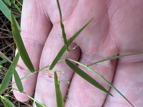 Dichanthelium caerulescens, 2024-08-04