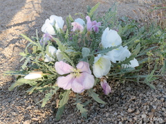 Oenothera deltoides