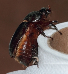 Temnorhynchus retusus