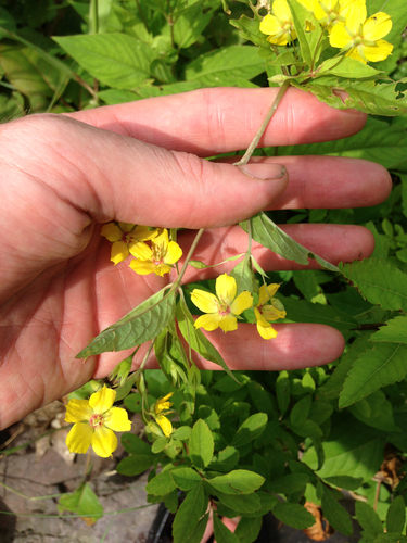 Fringed loosestrife