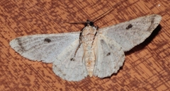 Ascotis reciprocaria