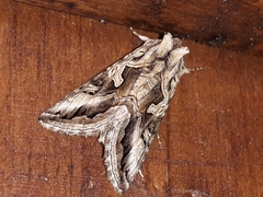 Cornutiplusia circumflexa