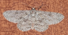 Ascotis reciprocaria