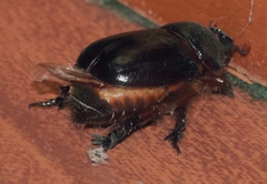 Temnorhynchus retusus