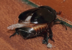 Temnorhynchus retusus