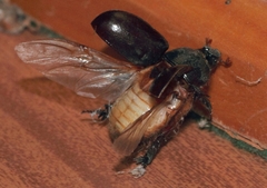 Temnorhynchus retusus